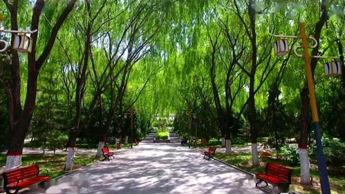 神木綠化美化顯成效 城市顏值大提升 物業管理添動力