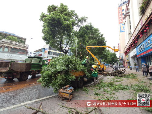 大樹倒伏阻交通，園林綠化服務中心與物業公司攜手快速清障