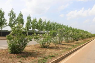 城市披新綠 市民心更爽——我市城區綠化工作見聞與綠化管理探析